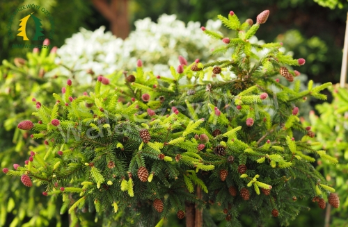 Picea abies 'Pusch'